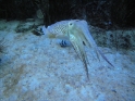 Oceanarium squid, Lisbon Portugal